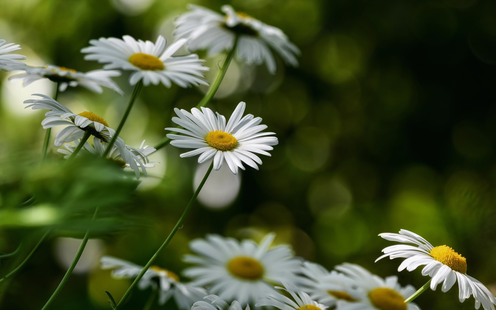Белые цветы ромашки растут на клумбе 