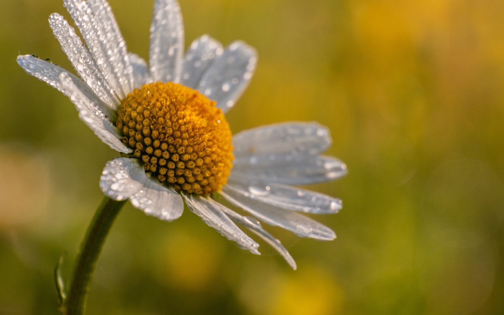 Лепестки белой ромашки в каплях росы