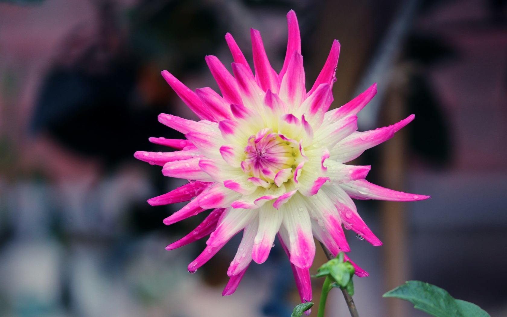 Белая георгина с розовыми лепестками