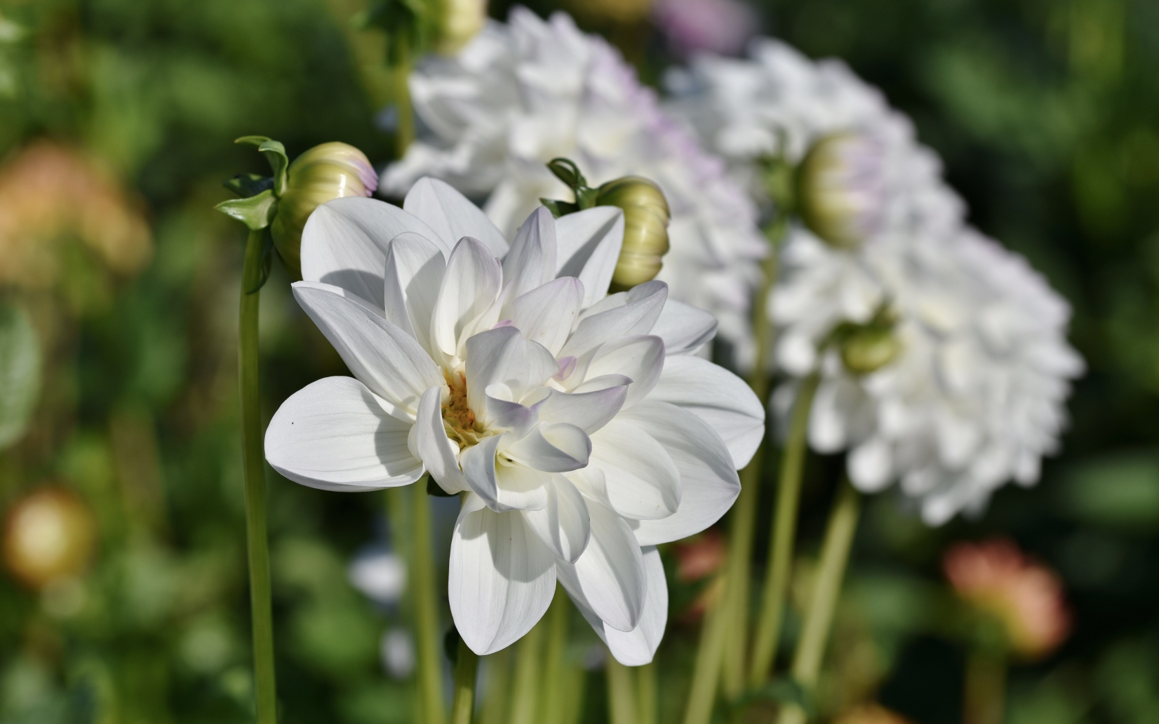 Белые георгины с бутонами в лучах солнца на клумбе