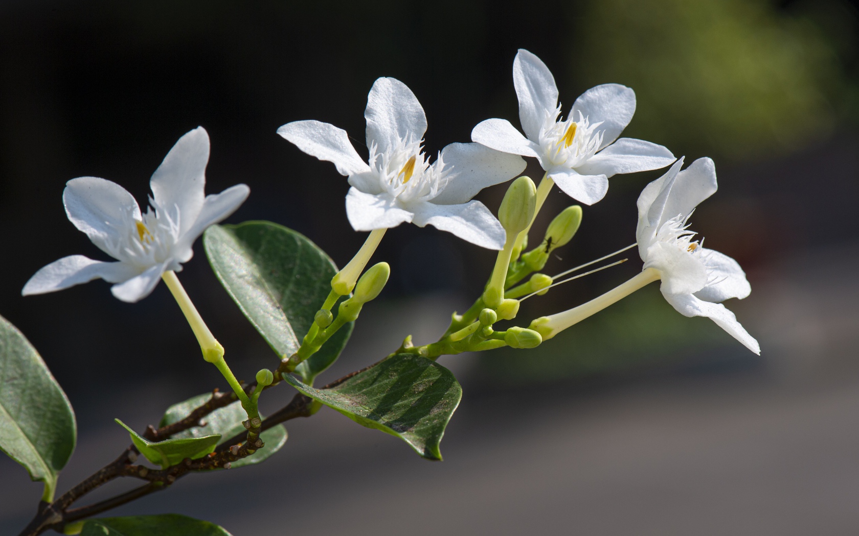 Белые цветы с бутонами и зелеными листьями на ветке 