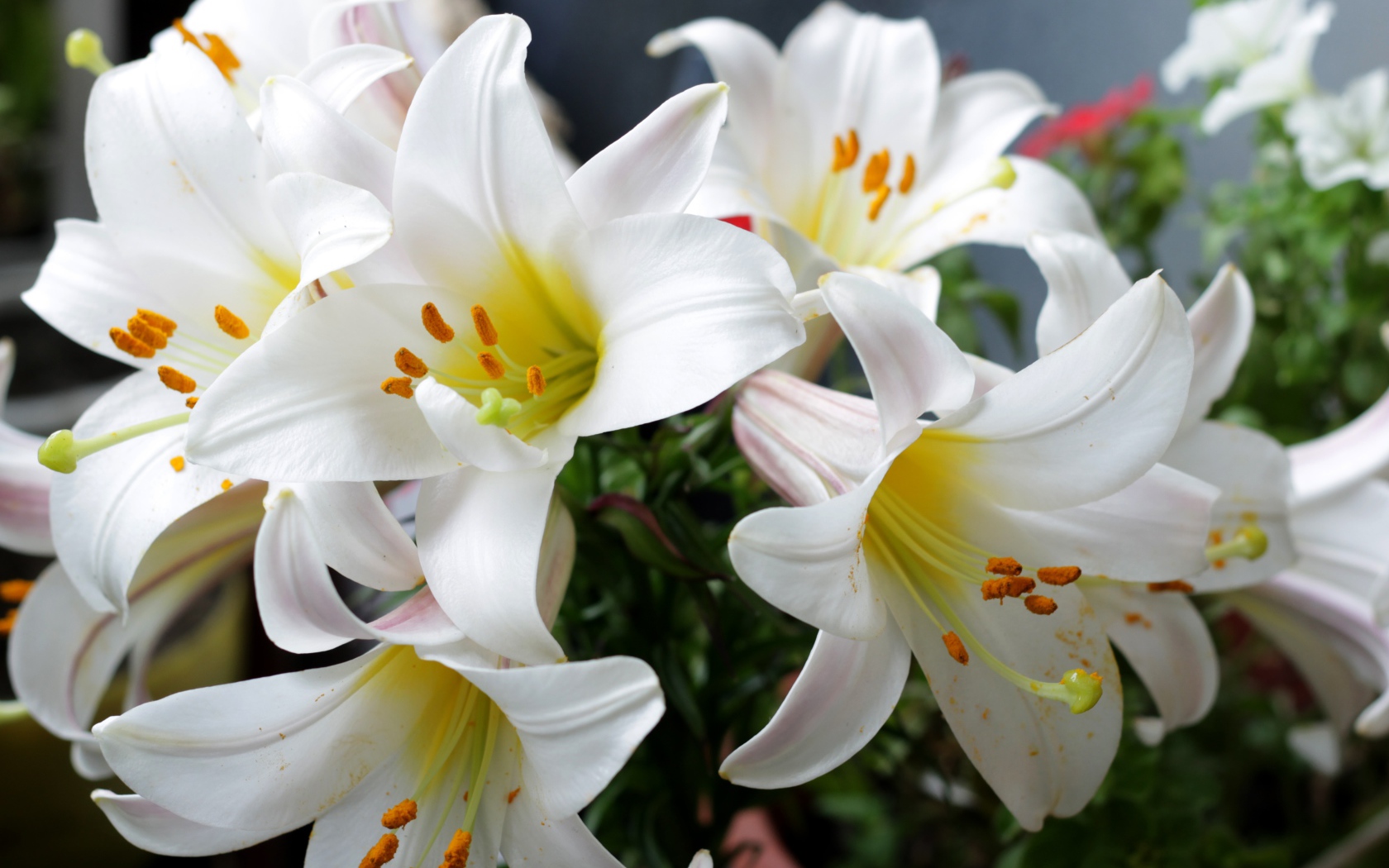 Белые садовые лилии в букете