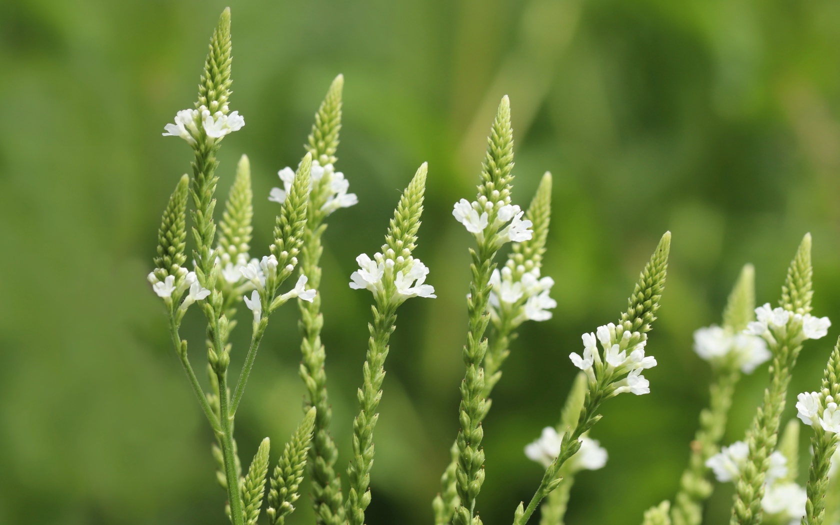 Белые полевые цветы на зеленом фоне
