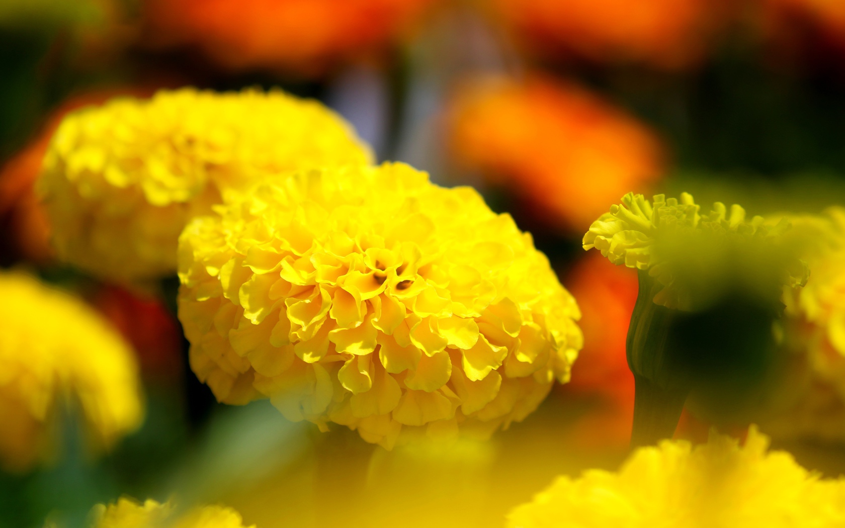 Желтые красивые бархатцы