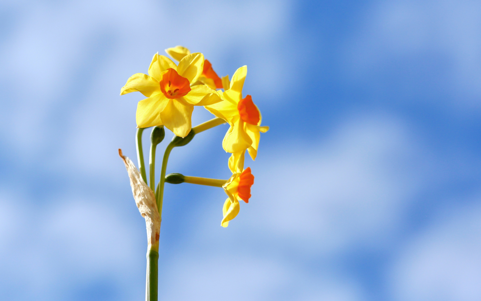 Желтые нарциссы на фоне голубого неба 