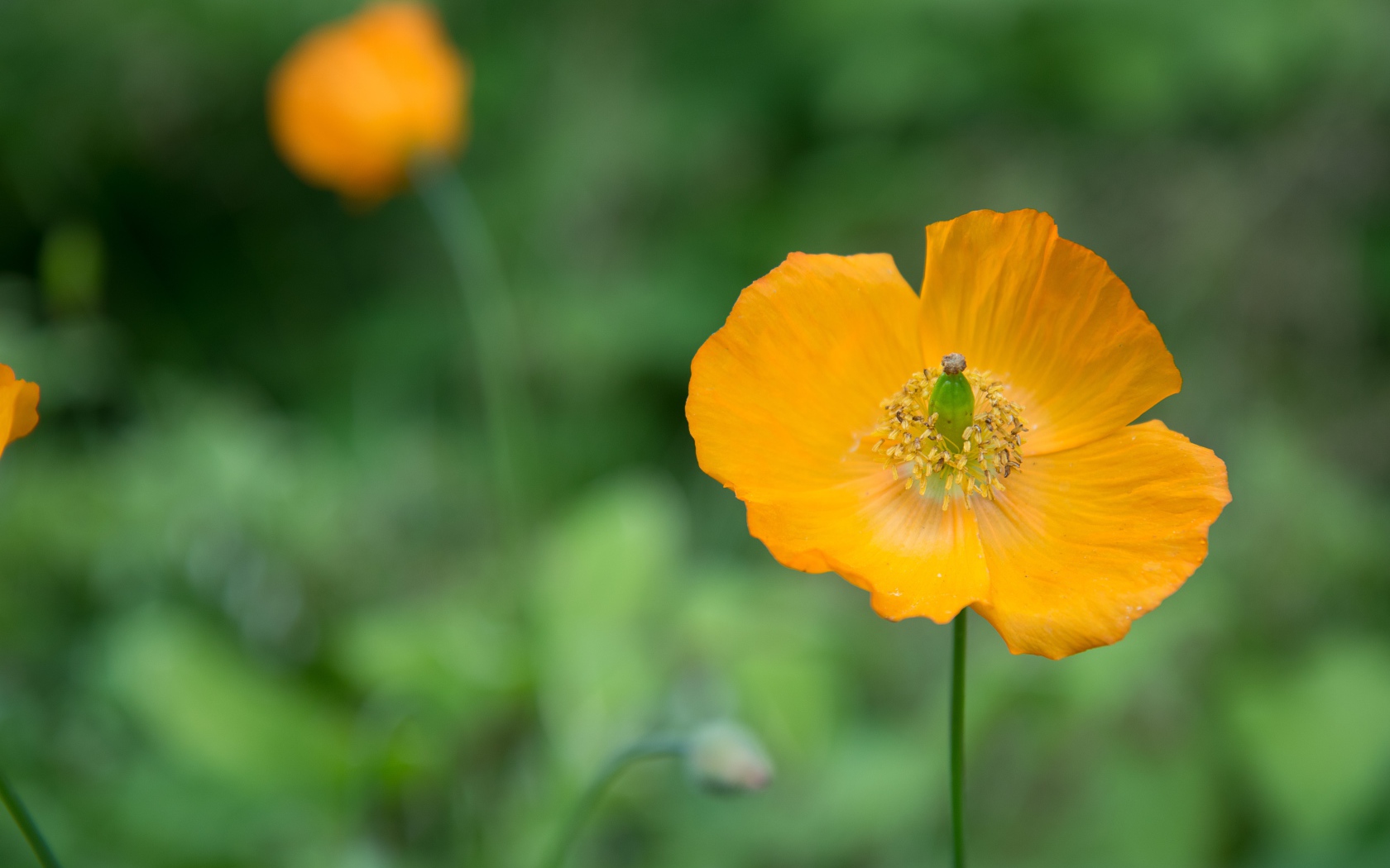 Желтые цветы эшшольция крупным планом