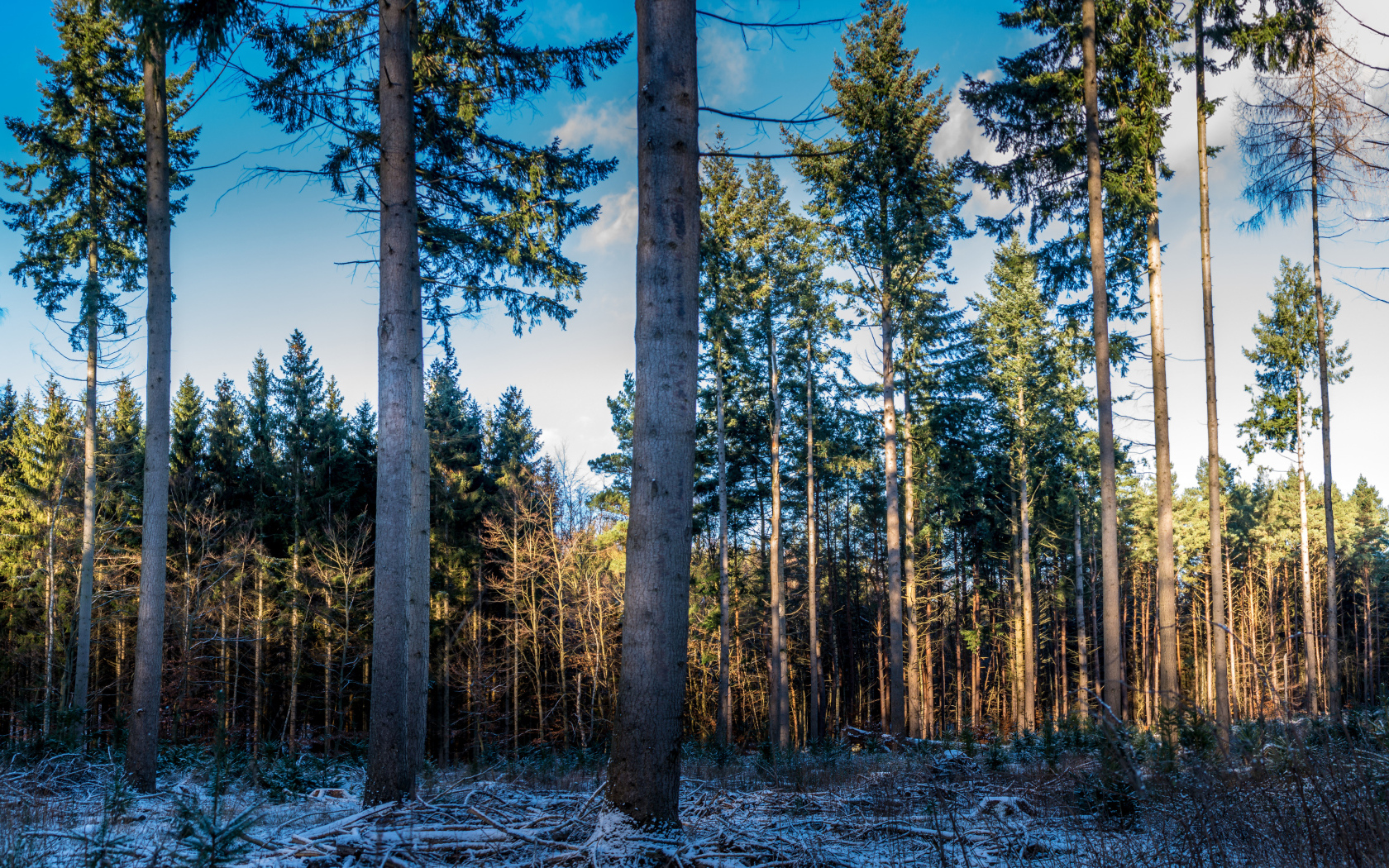 Высокие сосны в хвойном лесу зимой