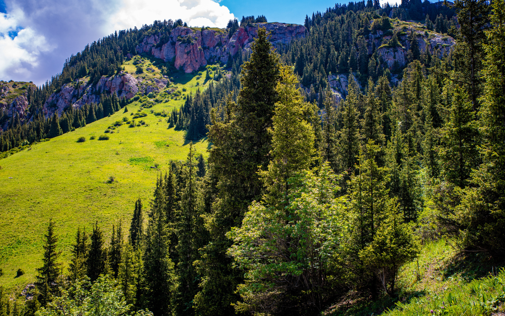 Густой лес на склонах горы в лучах солнца