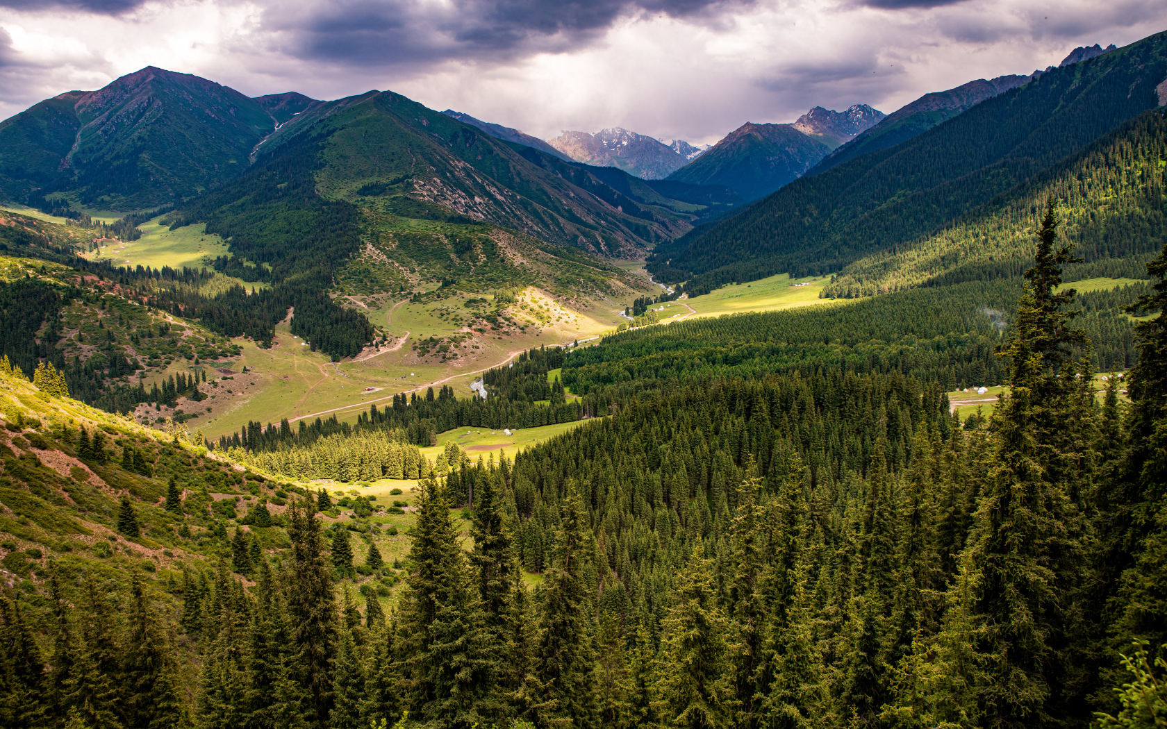 Зеленые ели покрывают высокие горы 