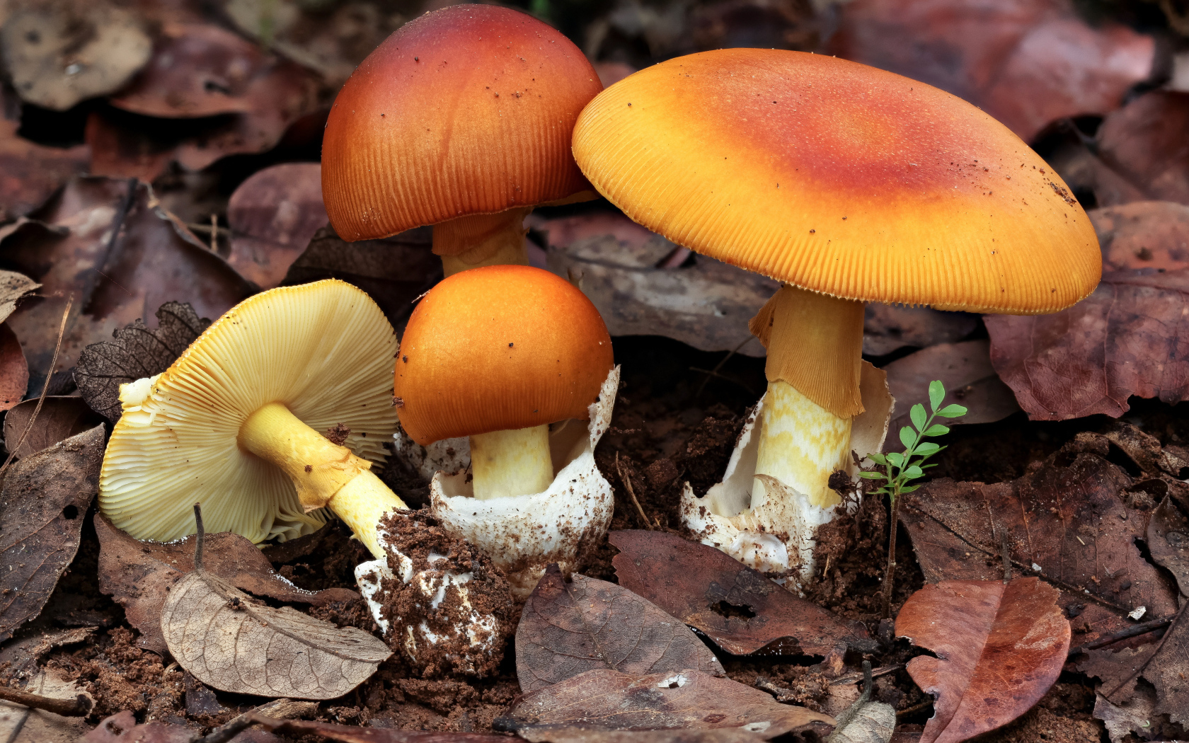 Осенние грибы растут в опавшей листве