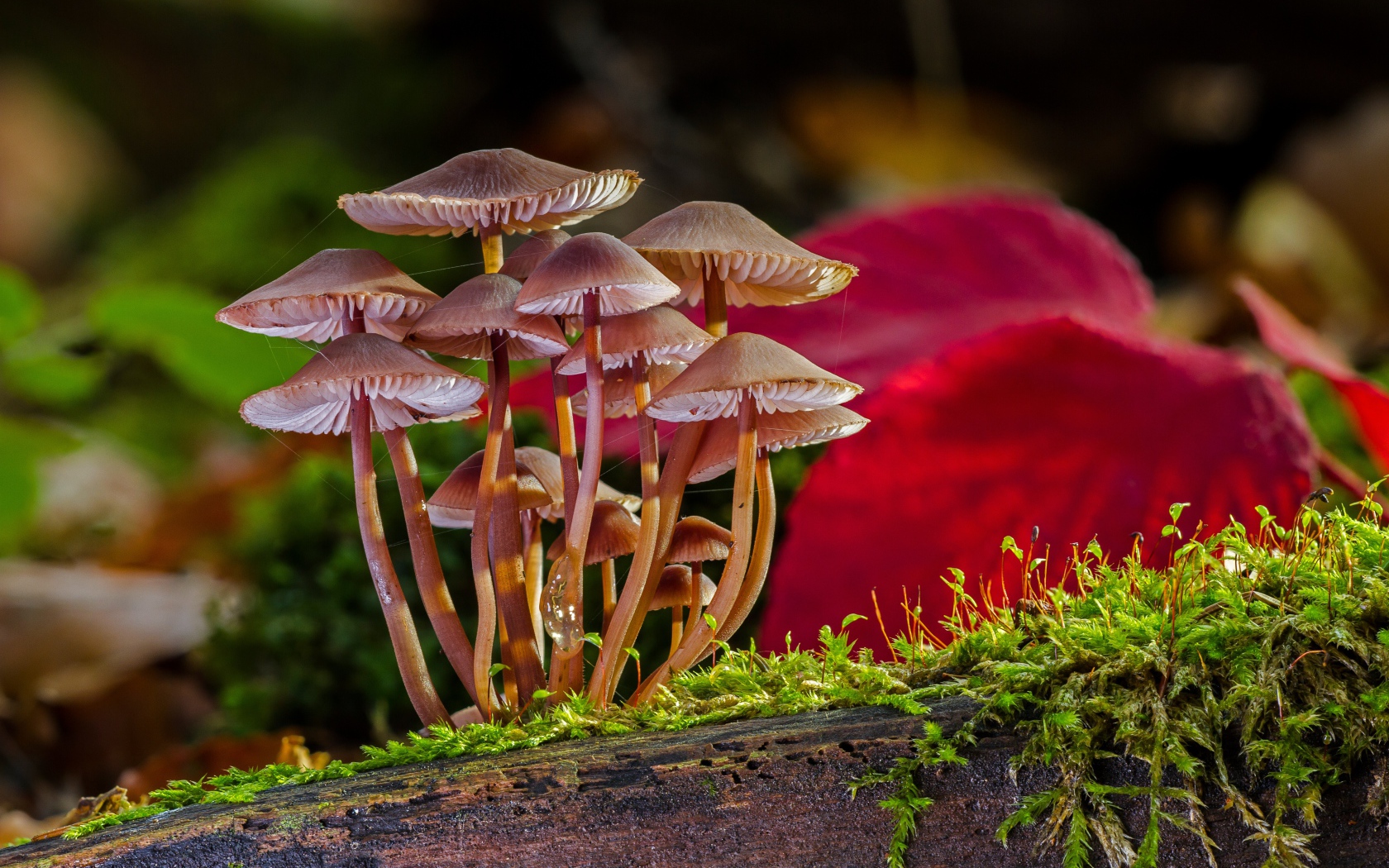 Много маленьких грибов ложной поганки на покрытом мхом дереве 