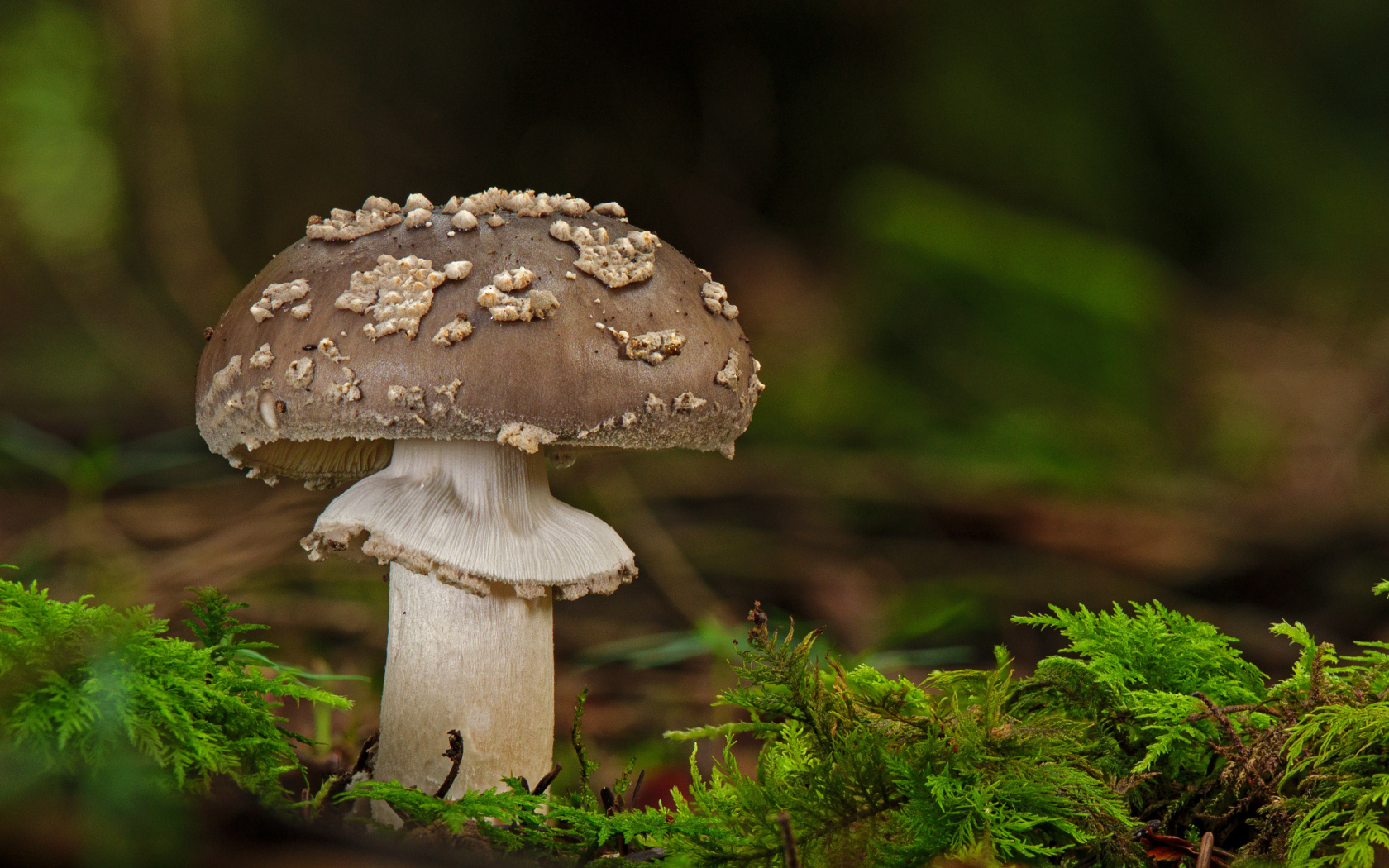 Гриб с зеленым мхом в лесу