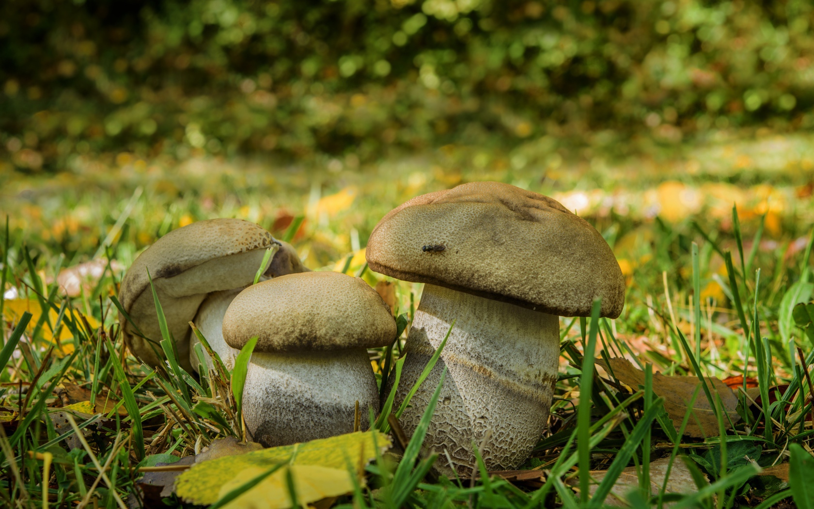 Три белых гриба в зеленой траве 