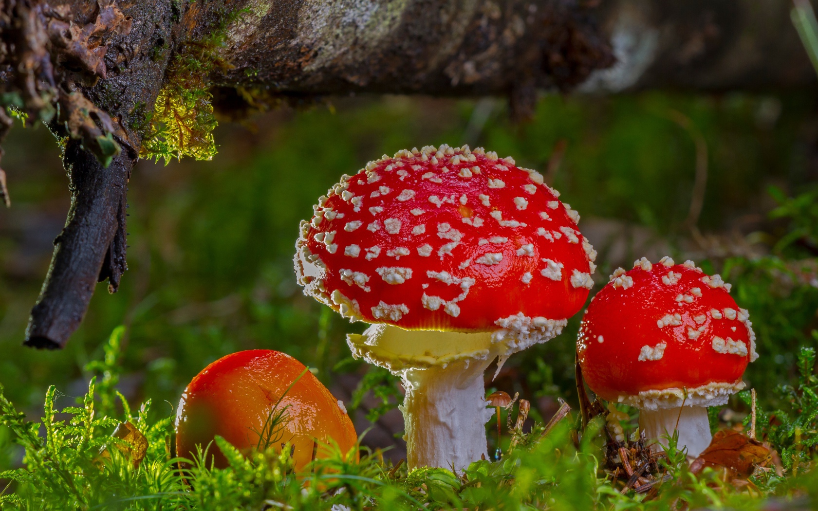 Three red fly agaric under a snag