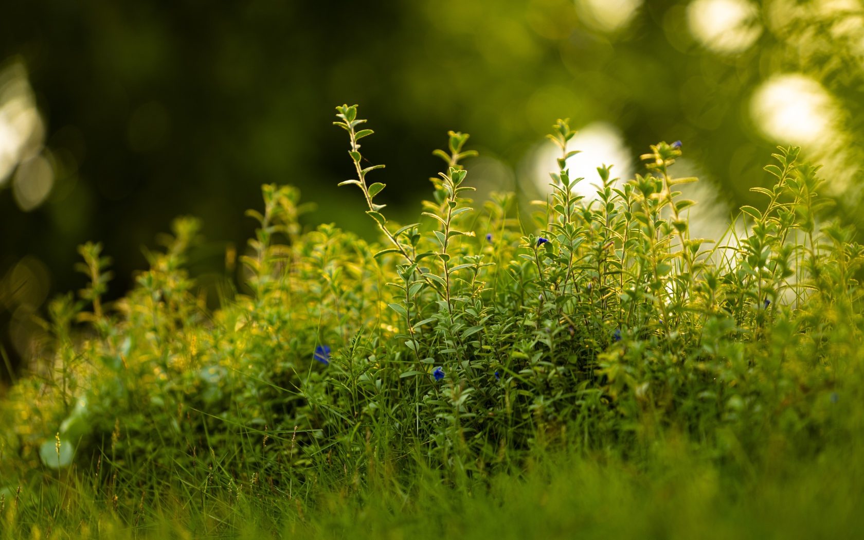 Густая зеленая трава летом 