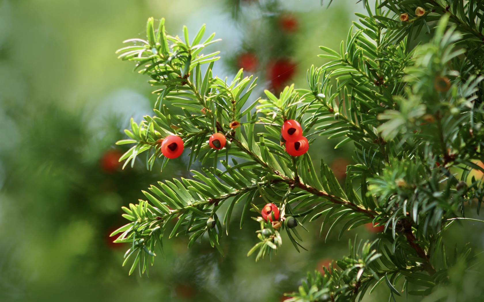 Красные ягоды на ветке пихты 