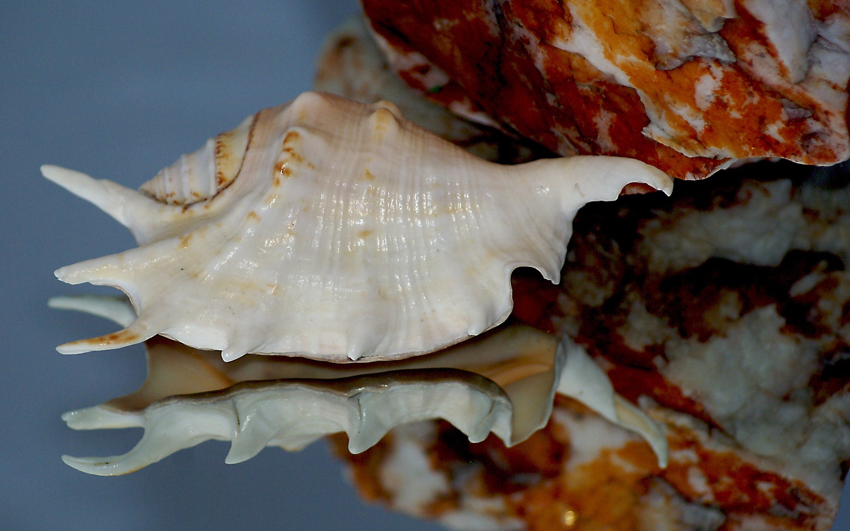 Белая ракушка отражается в зеркальной поверхности 