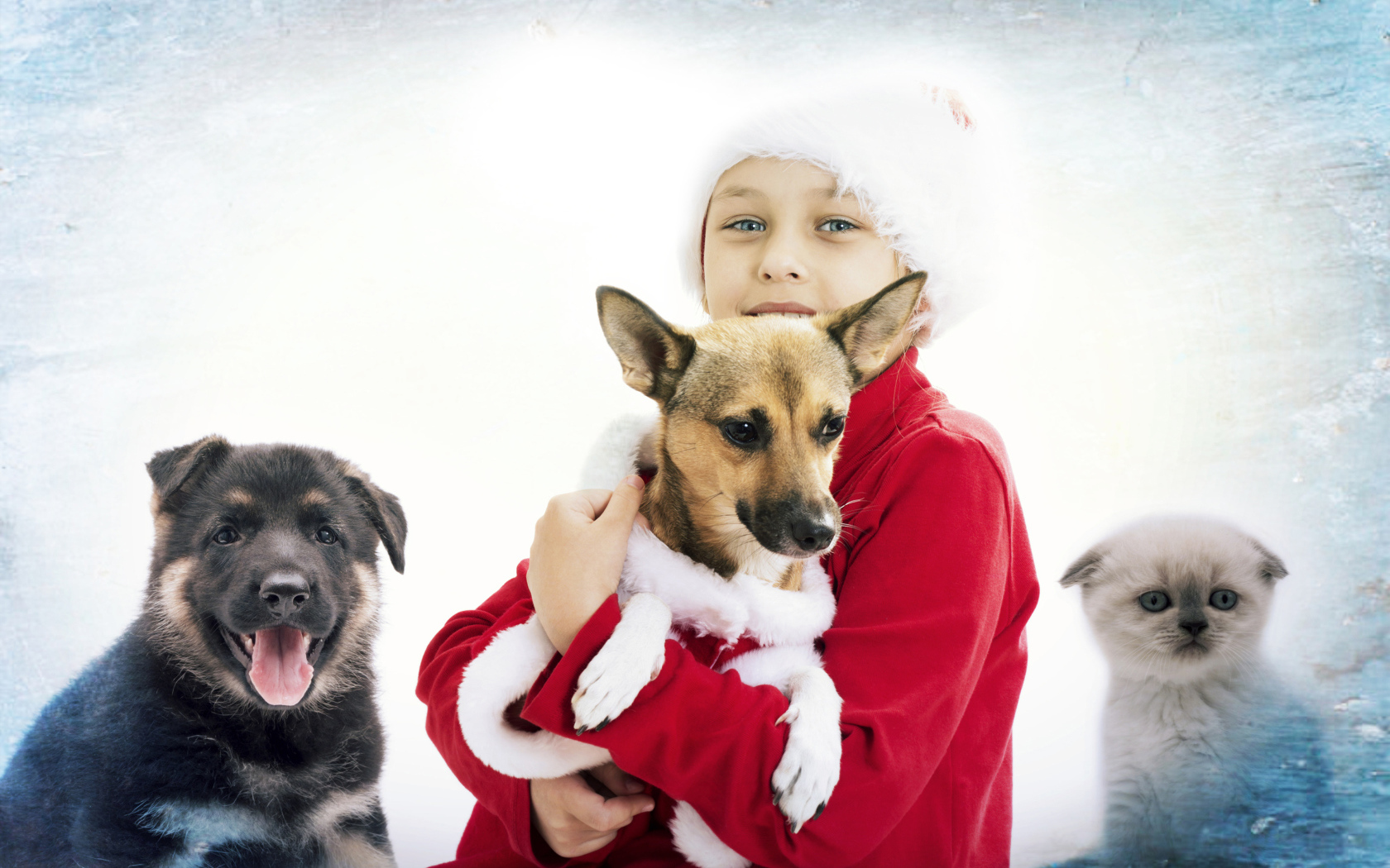 Мальчик в рождественской шапке с собаками