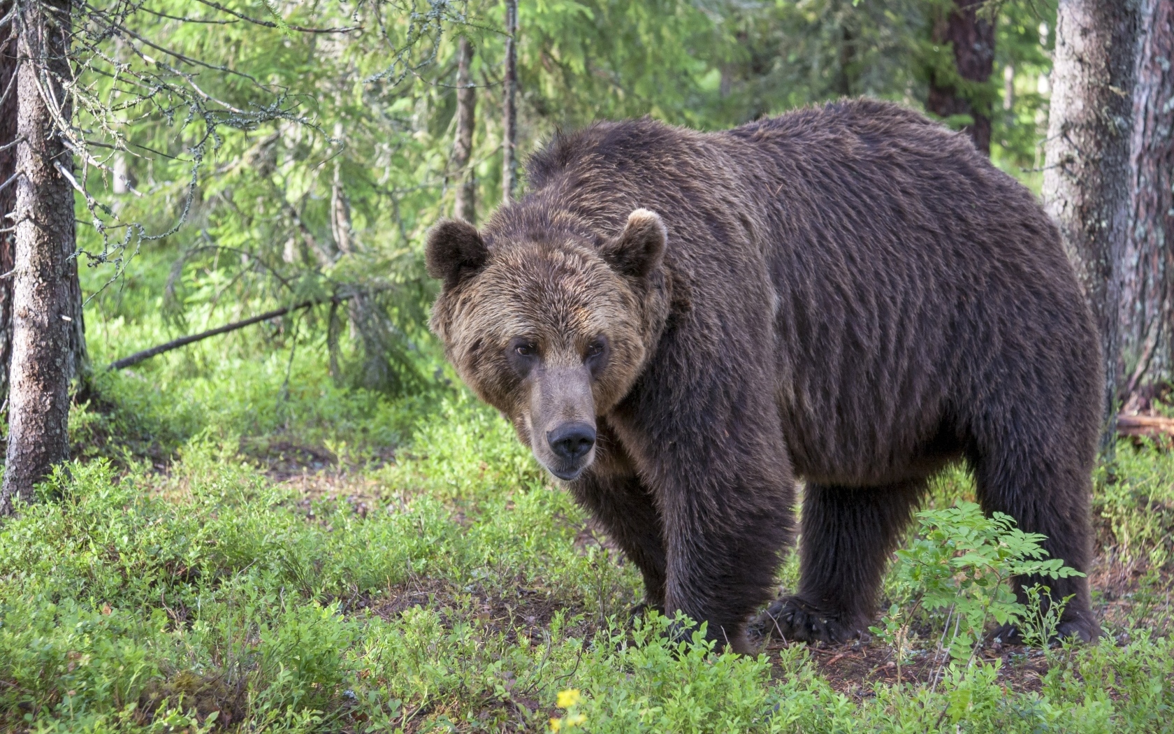 Грозный большой бурый медведь в лесу