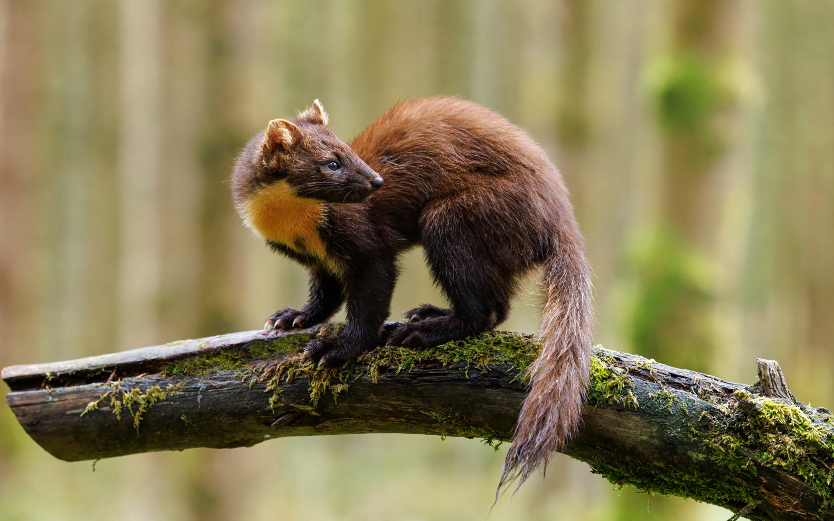 Красивая куница сидит на ветке