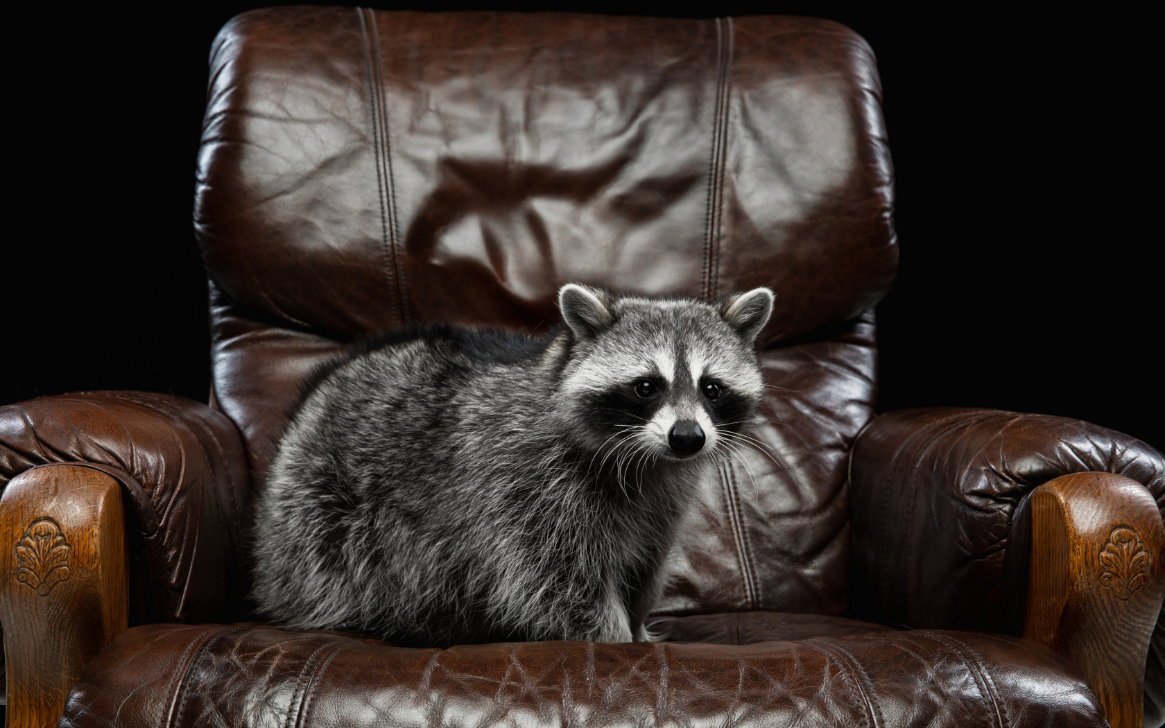 Big gray raccoon on a leather chair