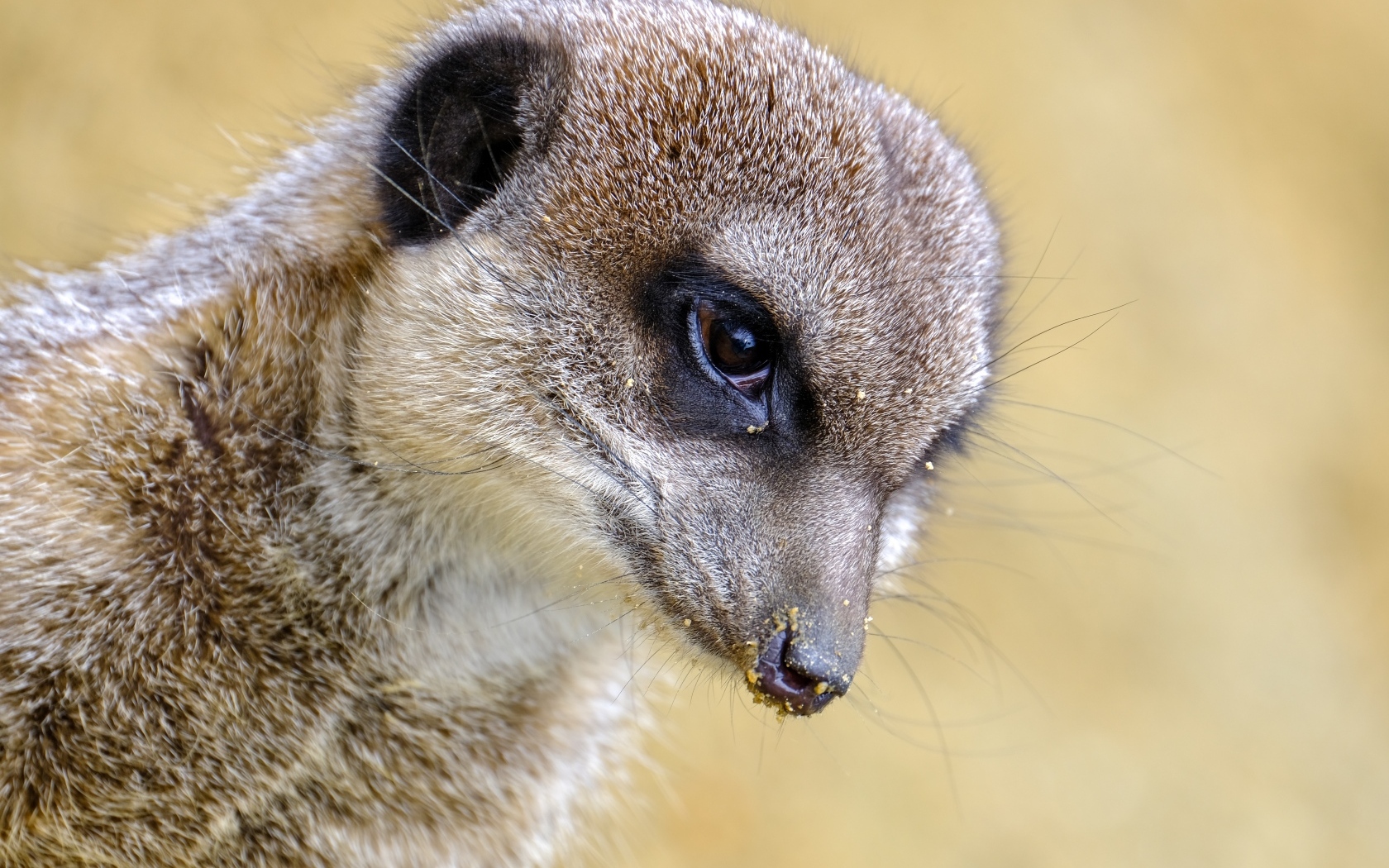 Голова суриката крупным планом