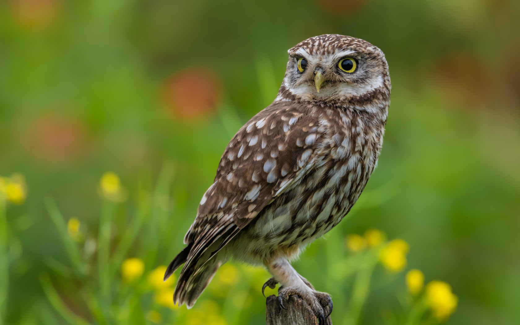 Красивая большая сова с желтыми глазами сидит на дереве