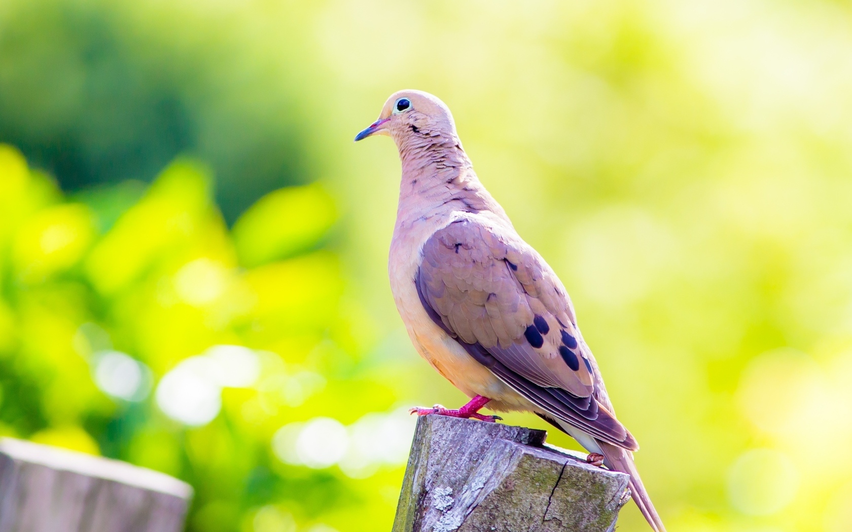 Красивый голубь сидит на пне