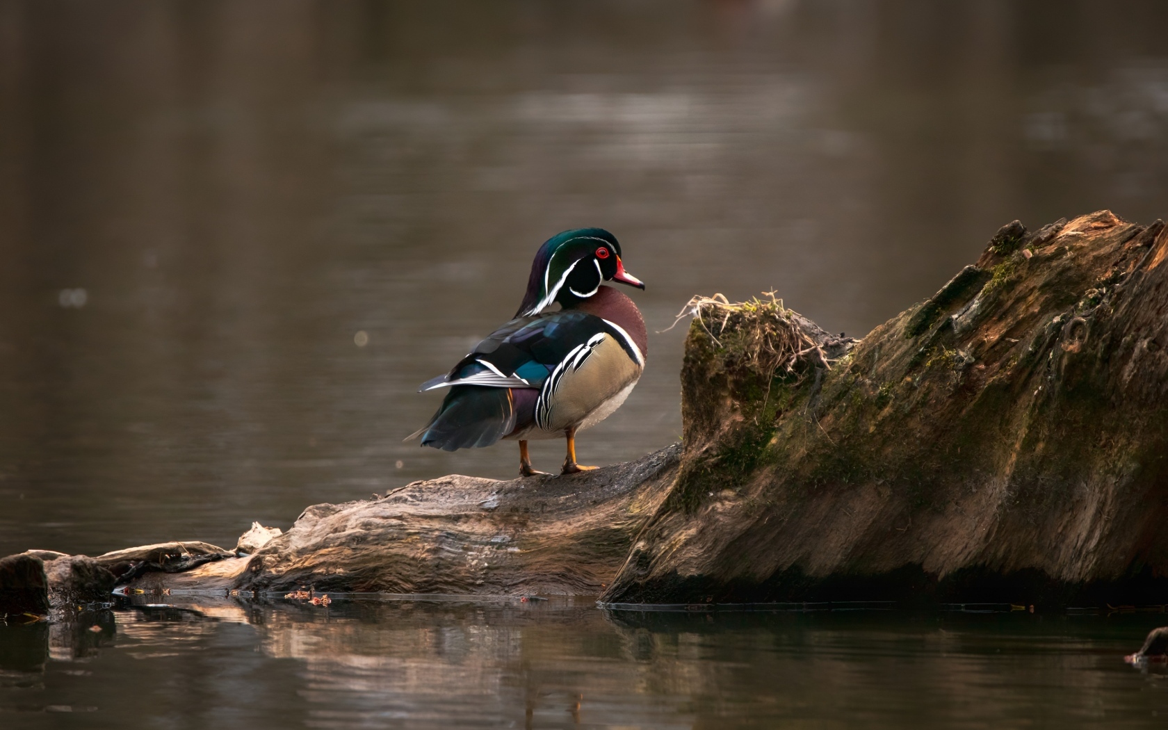 Красивая утка сидит на коряге в воде