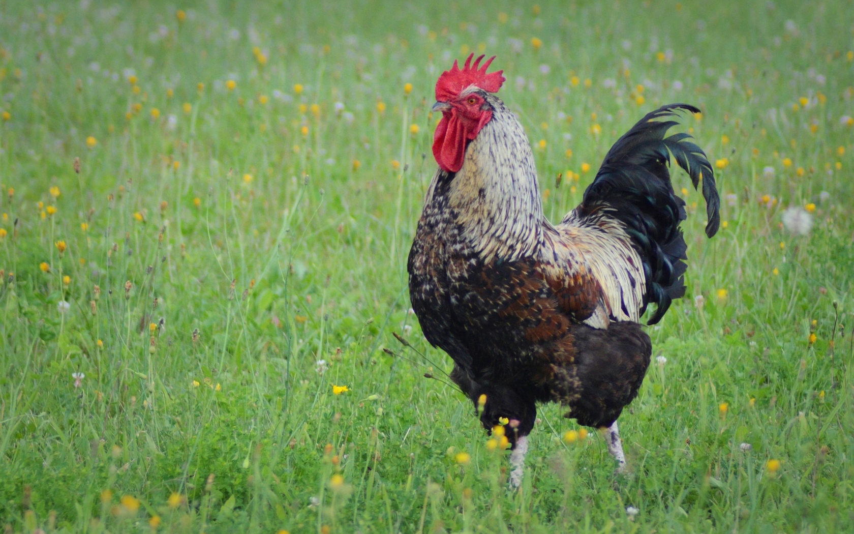 Большой петух стоит на зеленой траве