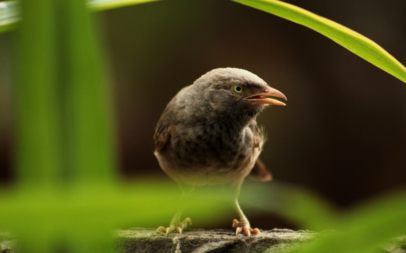 Черная птица сидит на камне в зарослях