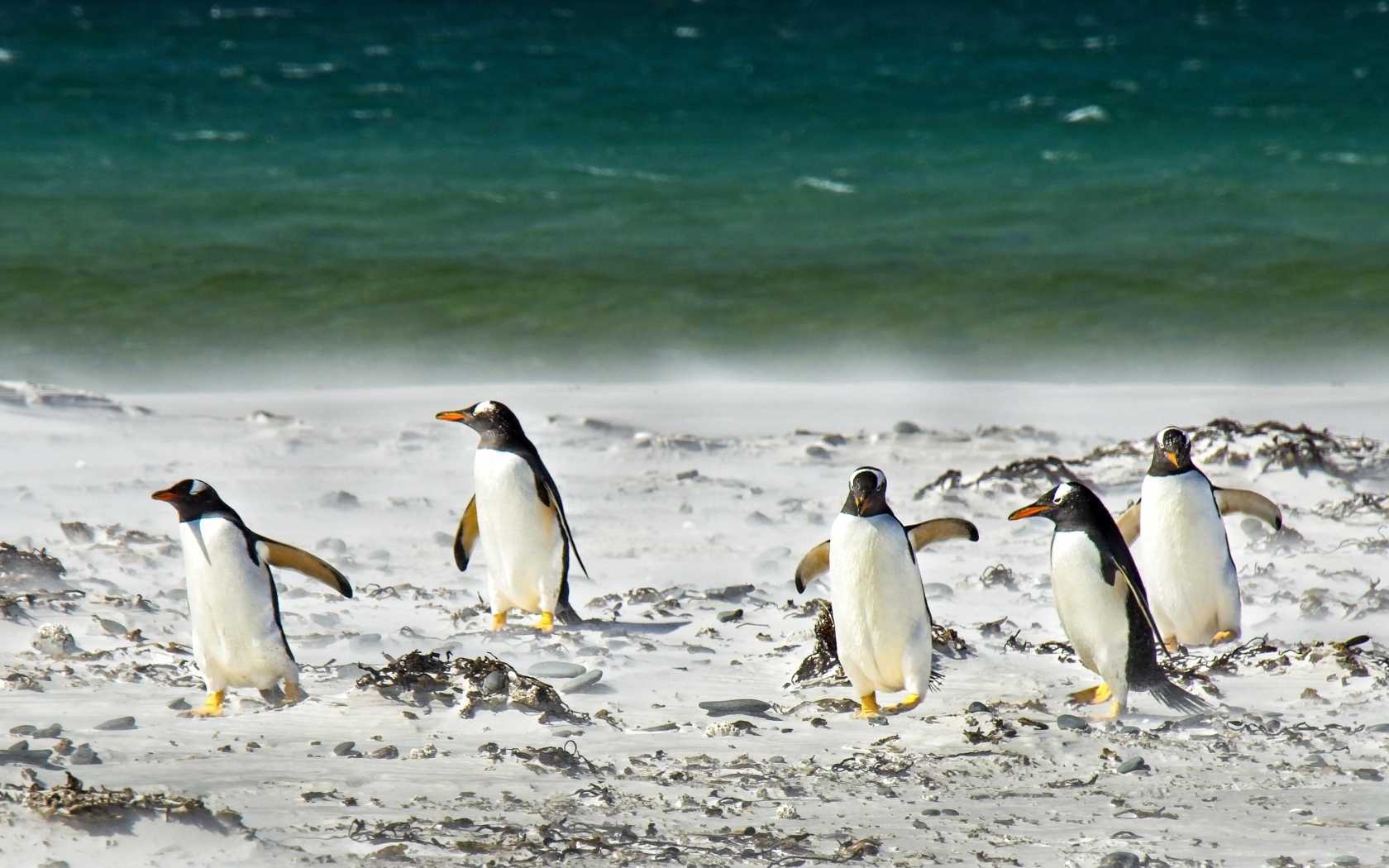 Стая пингвинов на заснеженном берегу