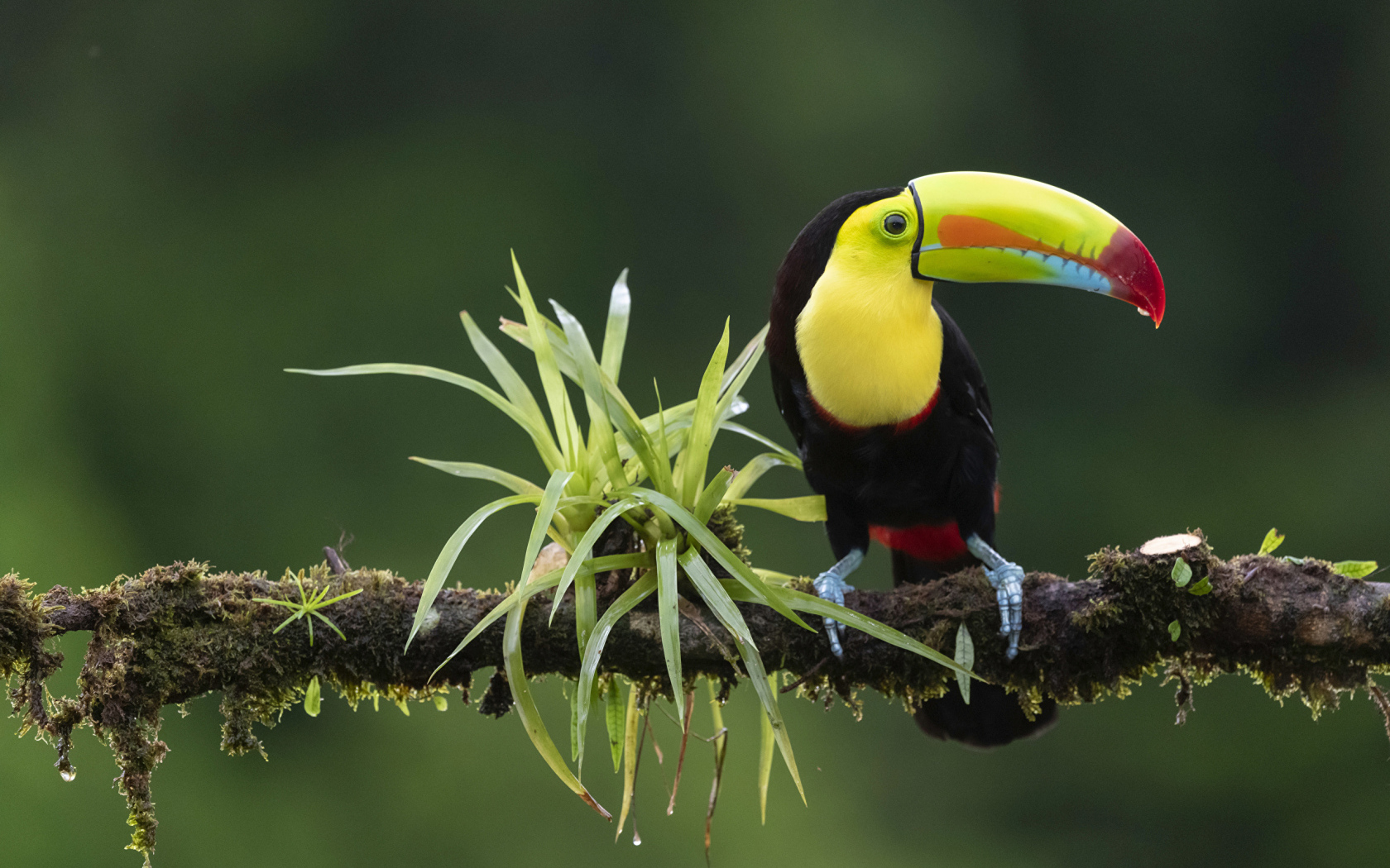 Большой тукан сидит на ветке с зелеными листьями