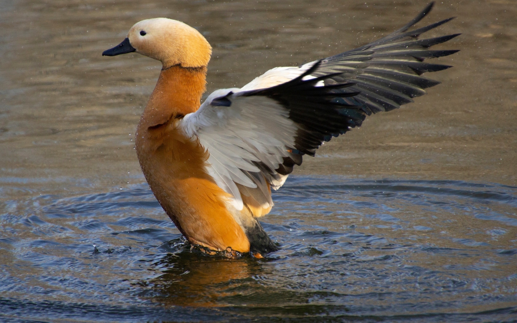 Красивый коричневый гусь в воде