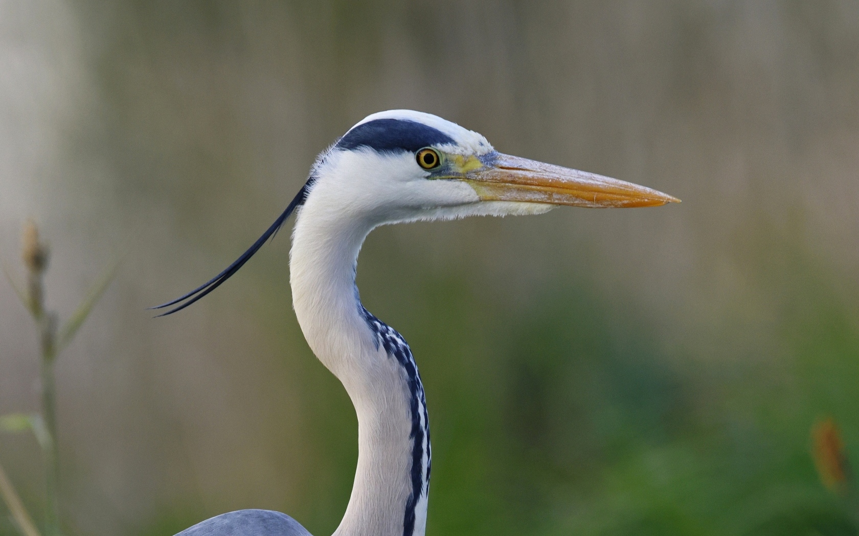 Красивая цапля с острым клювом