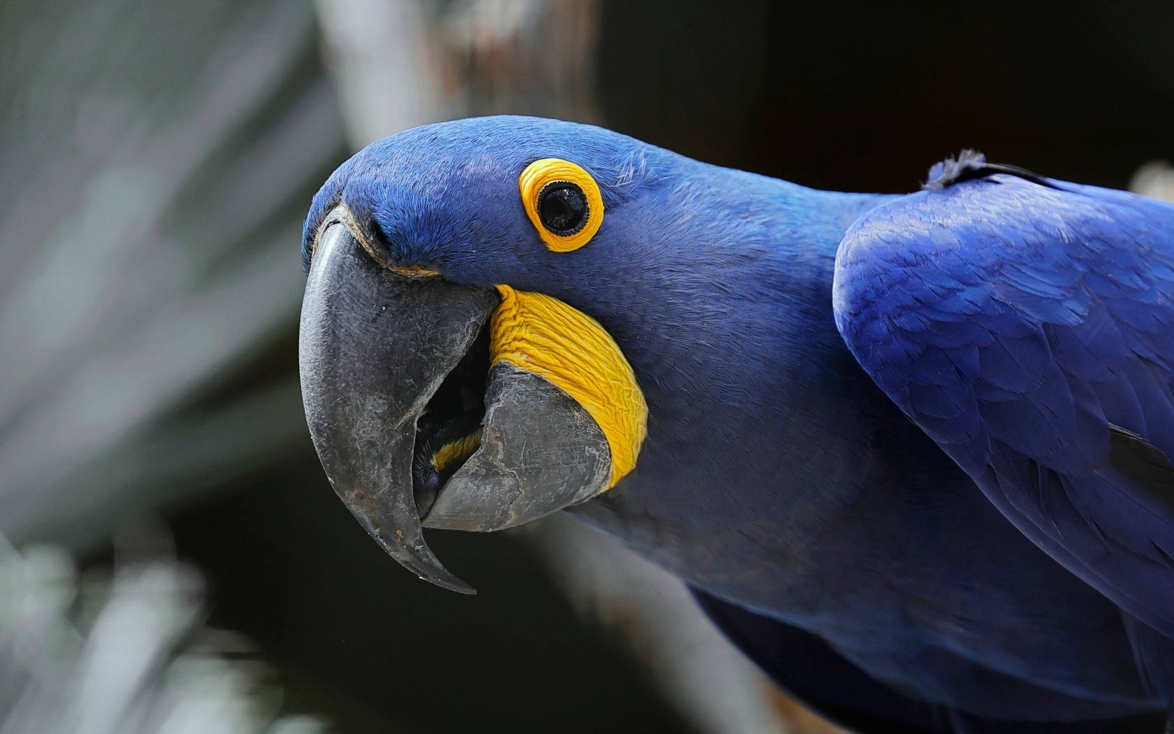 Красивый гиацинтовый ара крупным планом