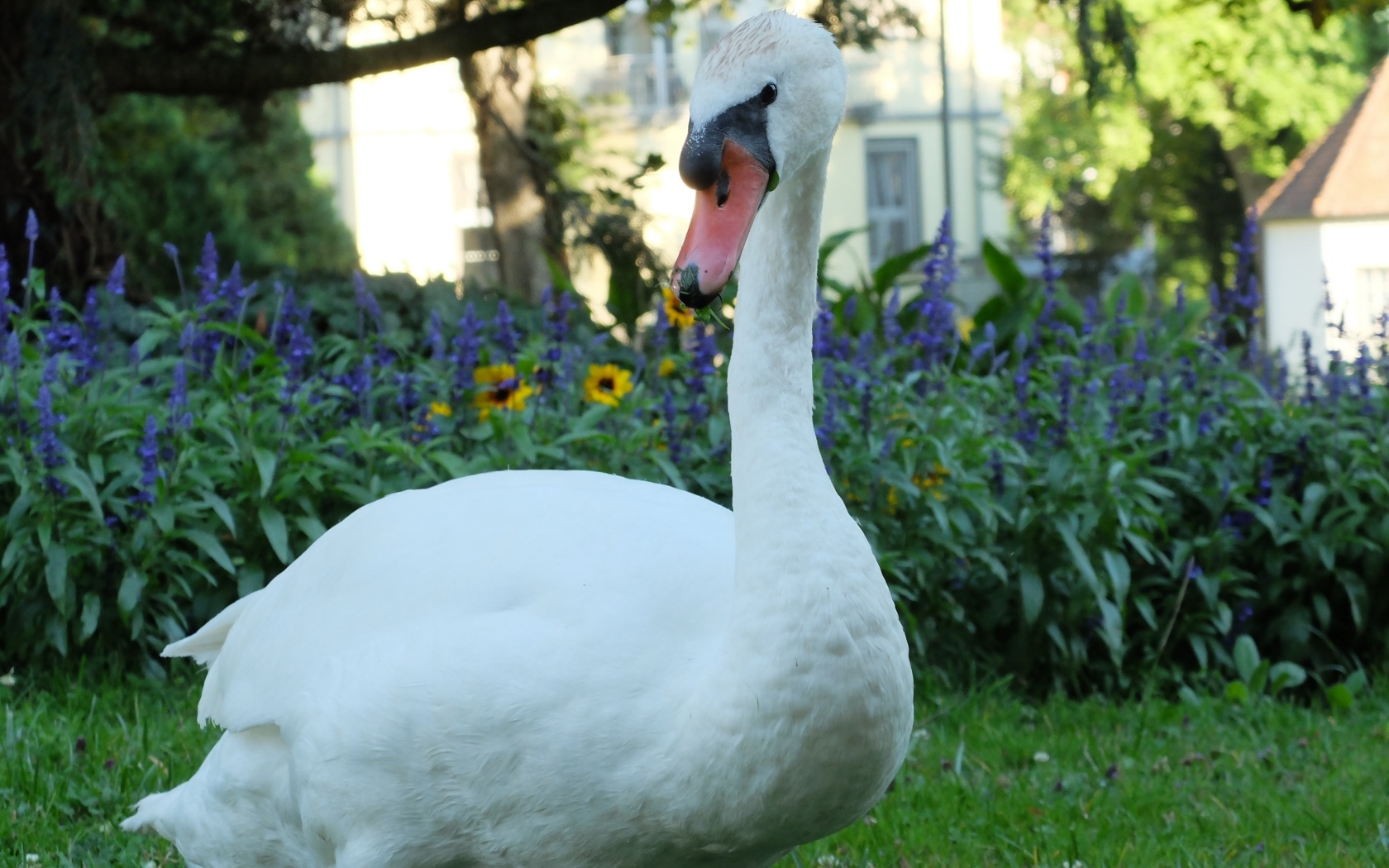 Красивый белый лебедь на фоне цветов