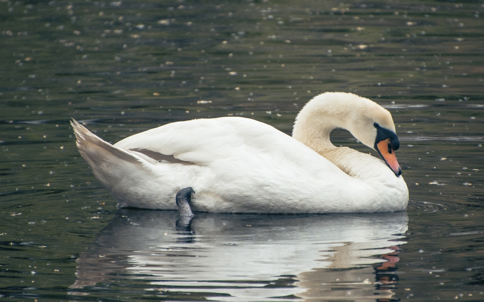 Красивый белый лебедь плавает в воде