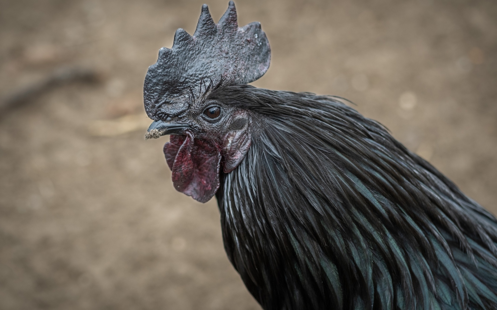 Большой черный домашний петух 
