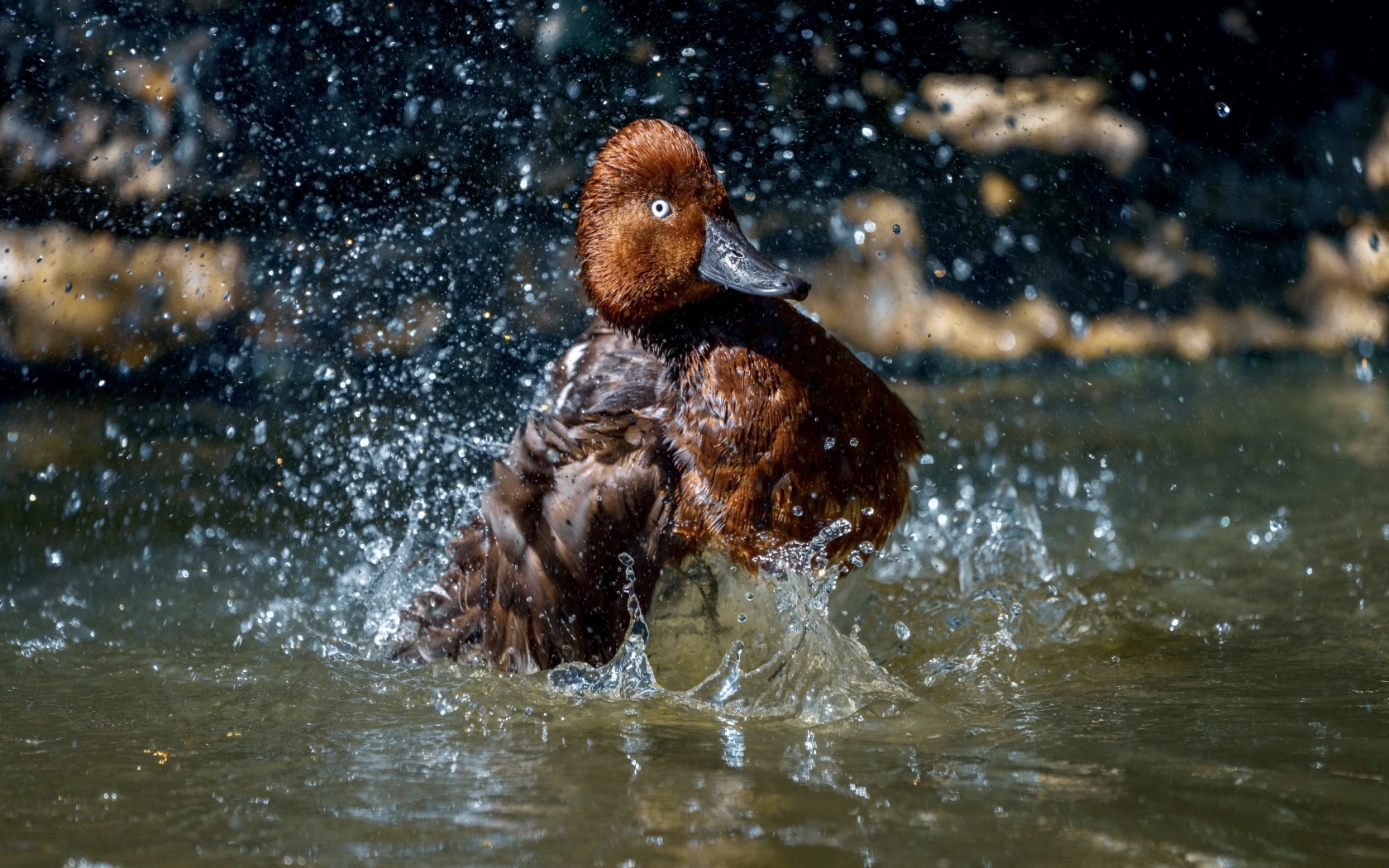 Большая коричневая утка купается в воде