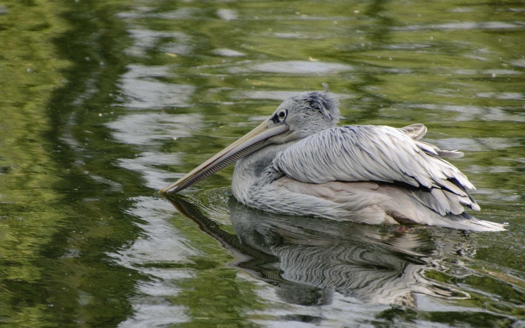 Большой серый пеликан в воде