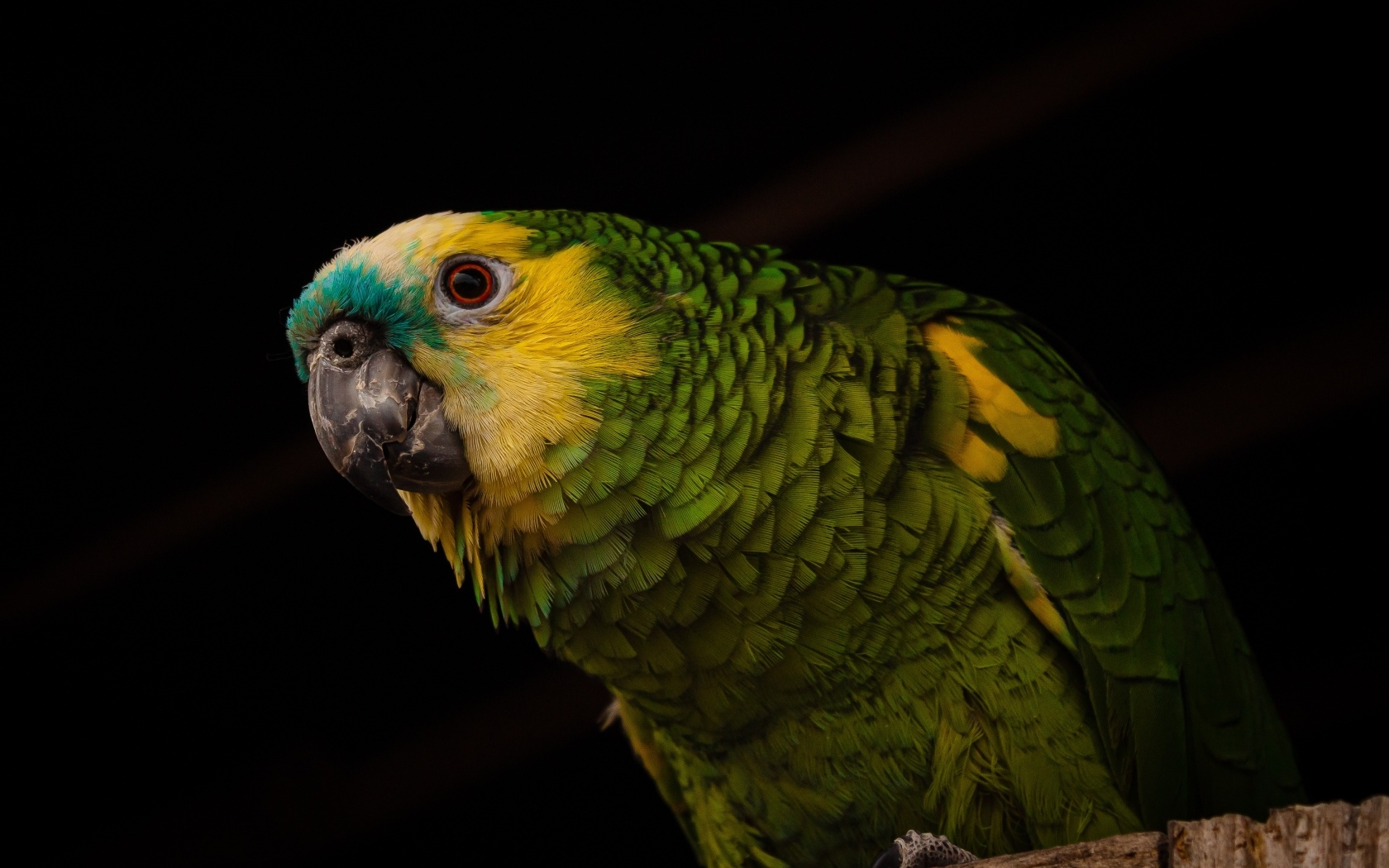 Большой зеленый попугай на черном фоне