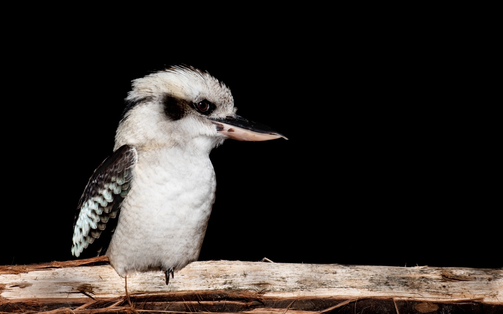 Птица Смеющаяся кукабара сидит на ветке