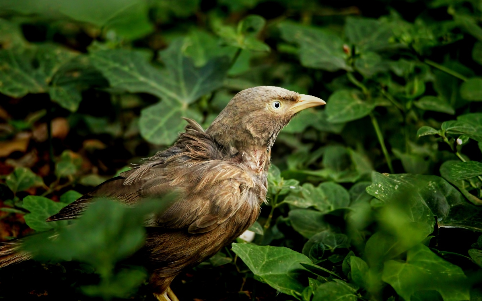 Птица прячется в зеленых листьях на земле
