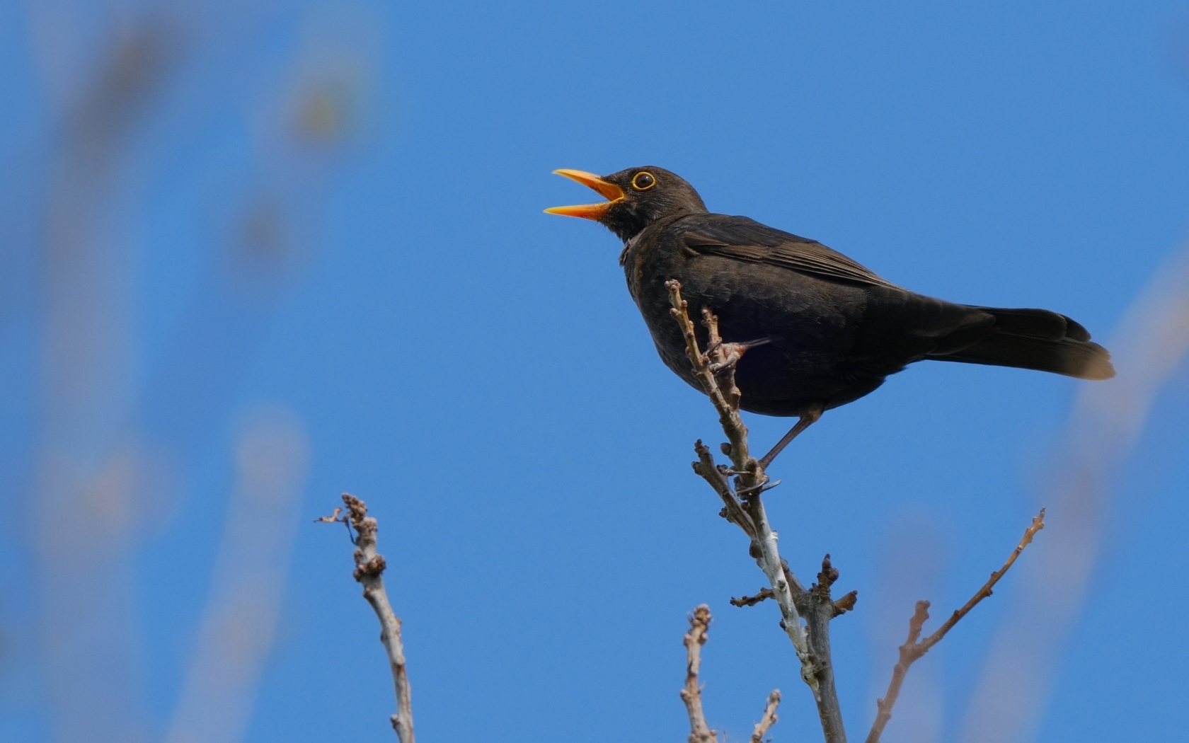 Черный дрозд поет на ветке дерева