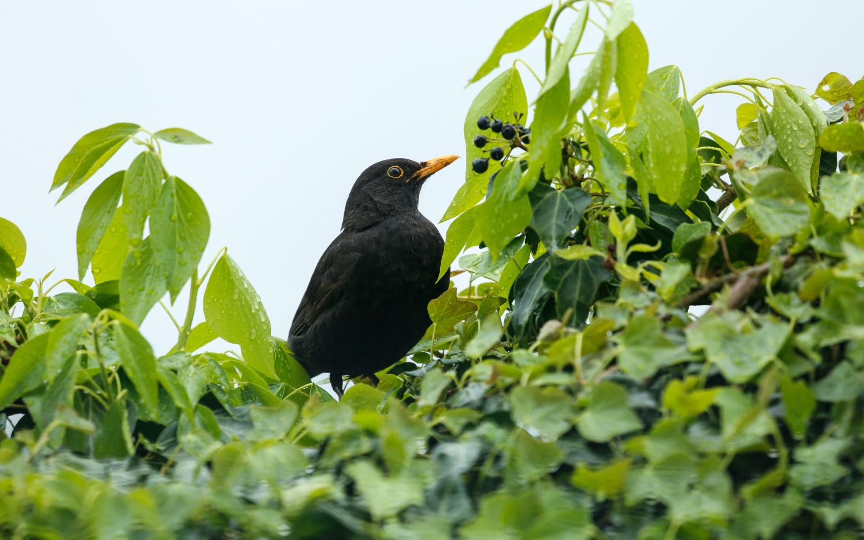 Черный дрозд сидит в ветках дерева