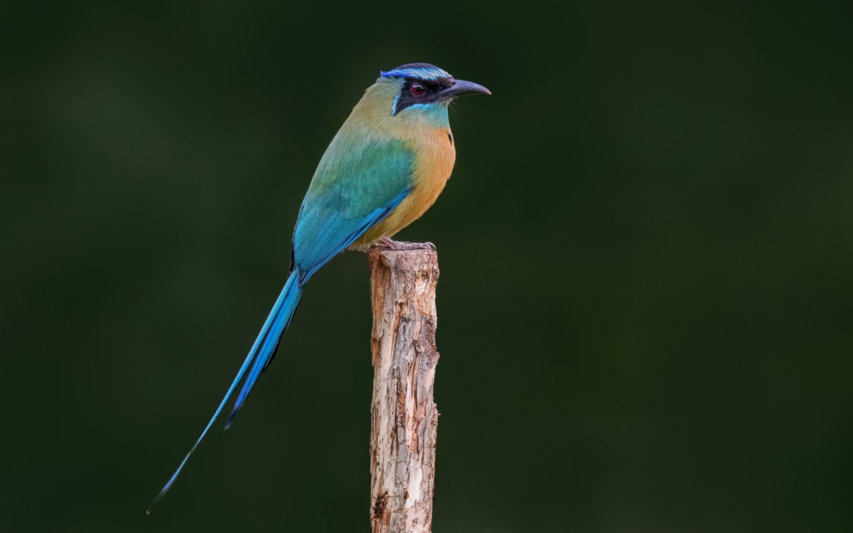 Синешапочный момот крупным планом