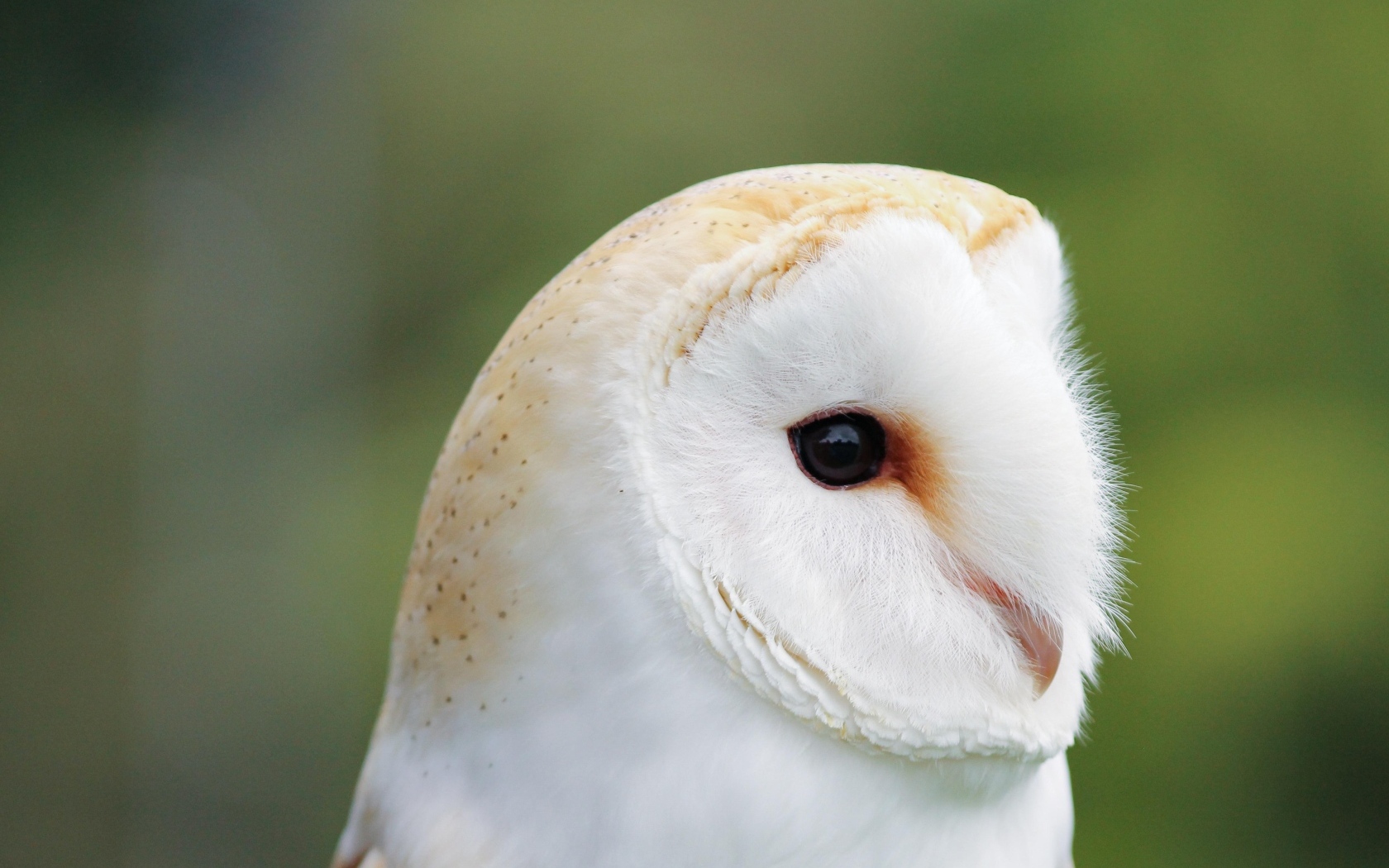 Милая обыкновенная сипуха крупным планом