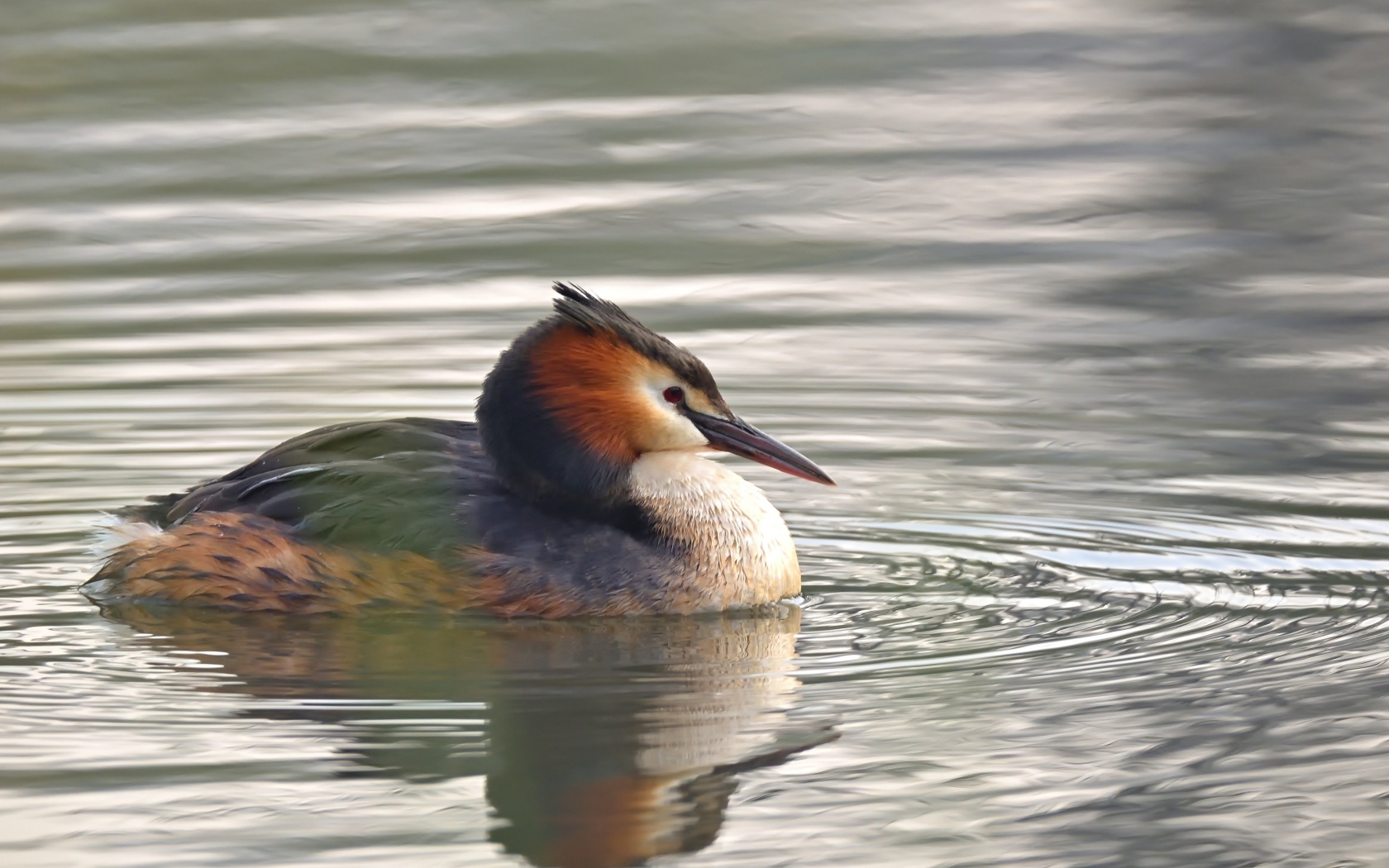 Птица хохлатая поганка в воде