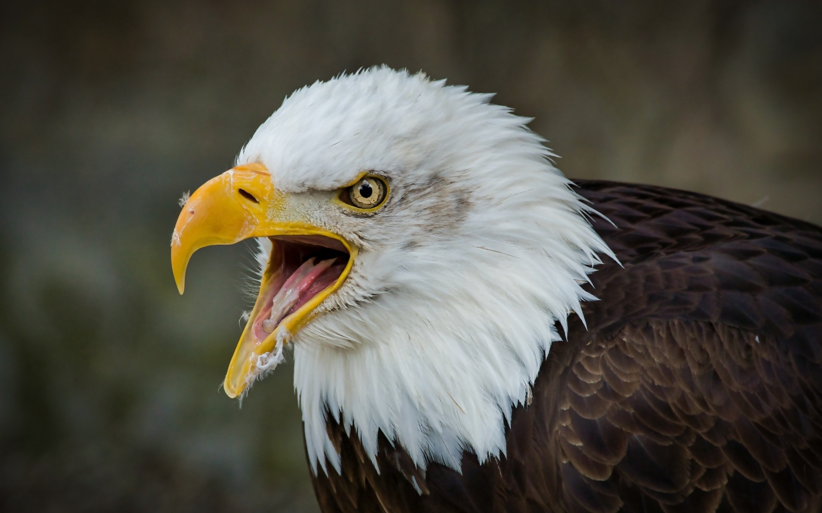 Орел с открытым острым клювом
